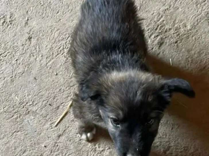 Prêt pour l'adoption : chiot mâle de 3 mois