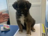 Prêt pour l'adoption : chiot mâle de 3 mois