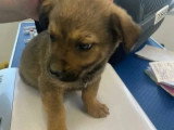 À accueillir : chiot mâle de 3 mois