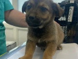 À accueillir : chiot mâle de 3 mois