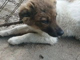 En attente d'adoption : chiot femelle de 5 mois