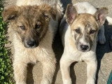 En attente d'adoption : chiot femelle de 5 mois