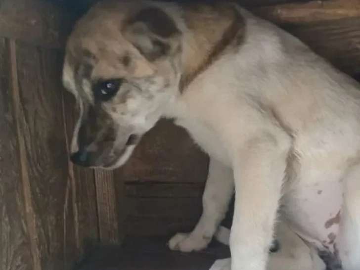 Chiot femelle de 5 mois en attente d'un foyer