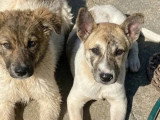 Chiot femelle de 5 mois en attente d'un foyer