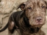 Chiot femelle de 8 mois à adopter