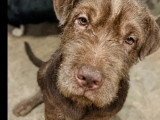 Chiot femelle de 8 mois à adopter