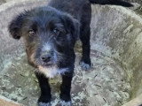 Chiot mâle de 3 mois à la recherche d'une famille