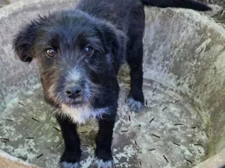 Chiot mâle de 3 mois à la recherche d'une famille
