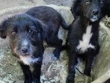 Chiot mâle de 3 mois à la recherche d'une famille