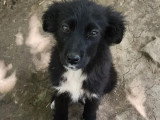 Chiot femelle de 3 mois en attente d'adoption