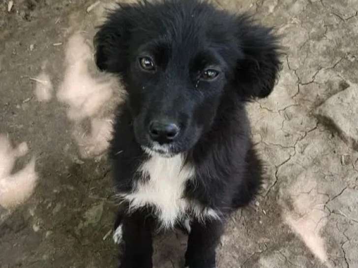 Chiot femelle de 3 mois en attente d'adoption