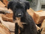 Chiot femelle de 3 mois en attente d'adoption