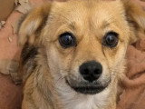 Chienne de 2 ans disponible à l'adoption