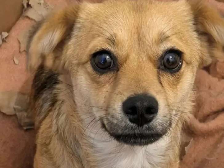 Chienne de 2 ans disponible à l'adoption