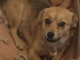 Chienne de 2 ans disponible à l'adoption