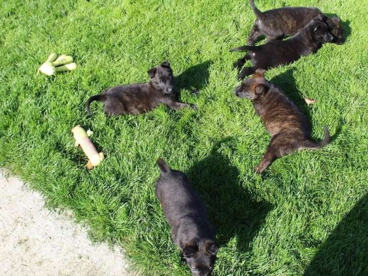 9 chiots Berger Hollandais LOF d'avril 2026 à réserver