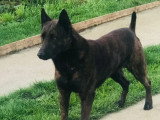 9 chiots Berger Hollandais LOF d'avril 2026 à réserver