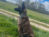 9 chiots Berger Hollandais LOF d'avril 2026 à réserver