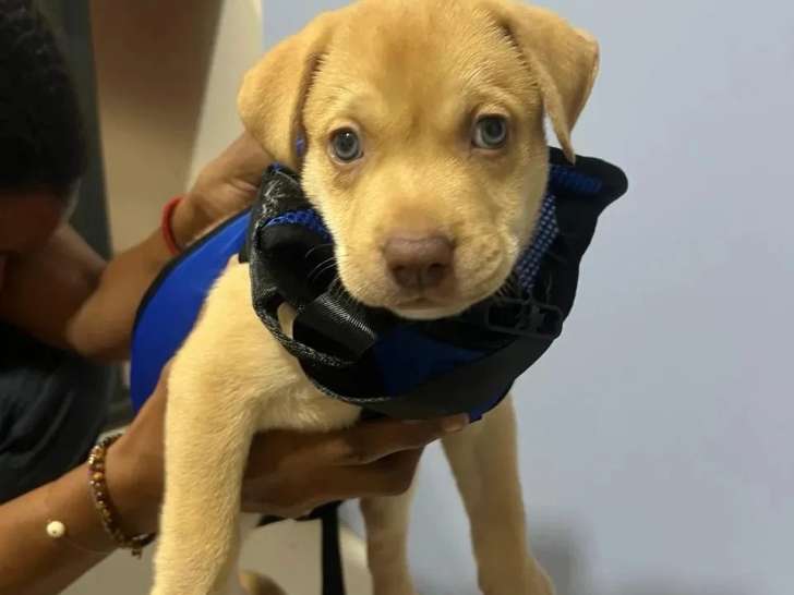Chiot mâle de 2 mois prêt pour l'adoption