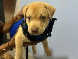 Chiot mâle de 2 mois prêt pour l'adoption