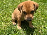 Adoption disponible : chiot mâle de 2 mois