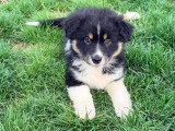 Chiot Berger Américain Miniature de mars 2026 mâle noir tricolore non LOF à vendre