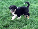 Chiot Berger Américain Miniature de mars 2026 mâle noir tricolore non LOF à vendre
