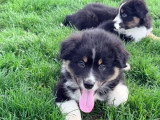 Chiot Berger Américain Miniature de mars 2026 mâle noir tricolore non LOF à vendre