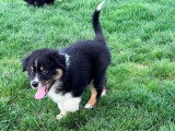 Chiot Berger Américain Miniature de mars 2026 mâle noir tricolore non LOF à vendre