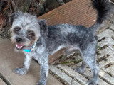 Chien de 2 ans à accueillir
