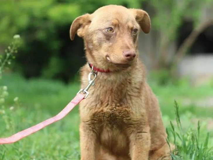 Chiot mâle de 8 mois en attente d'un foyer