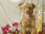 Chiot mâle de 8 mois en attente d'un foyer