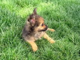 Chiot Pomchi mâle fauve charbonné né en mars 2026 non LOF à vendre