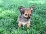 Chiot Pomchi mâle fauve charbonné né en mars 2026 non LOF à vendre
