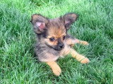 Chiot Pomchi mâle fauve charbonné né en mars 2026 non LOF à vendre