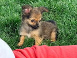 Chiot Pomchi mâle fauve charbonné né en mars 2026 non LOF à vendre