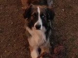 Beau mâle Border Collie non LOF disponible pour saillie