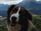 Beau mâle Border Collie non LOF disponible pour saillie