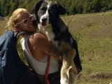 Beau mâle Border Collie non LOF disponible pour saillie