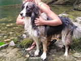 Beau mâle Border Collie non LOF disponible pour saillie