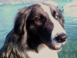 Beau mâle Border Collie non LOF disponible pour saillie