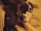 Beau mâle Border Collie non LOF disponible pour saillie