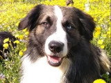 Beau mâle Border Collie non LOF disponible pour saillie