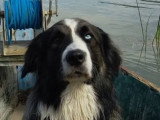 Beau mâle Border Collie non LOF disponible pour saillie