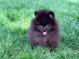 Chiot Spitz Nain mâle noir non LOF né en mars 2026 à vendre