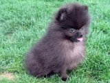 Chiot Spitz Nain mâle noir non LOF né en mars 2026 à vendre