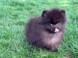 Chiot Spitz Nain mâle noir non LOF né en mars 2026 à vendre