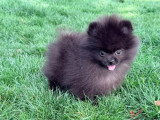 Chiot Spitz Nain mâle noir non LOF né en mars 2026 à vendre