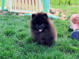 Chiot Spitz Nain mâle noir non LOF né en mars 2026 à vendre