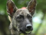 Chiot femelle de 8 mois à accueillir